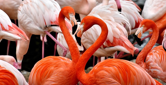 Fra flamboyante flamingoer til fantastiske flammer: En dybdegående guide til flamingoskæring og flamingobrænding