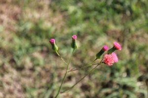 Hvorfor er hagesmækken vigtig for dit barns sundhed?