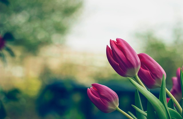 Skab en smuk tulipanhave med forskellige løgsorter
