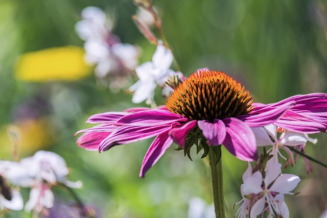 Echinacea: Harnessing its Antioxidant Properties for Overall Wellness