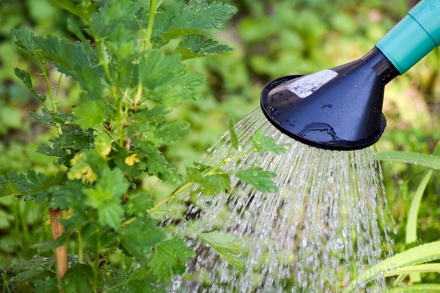 Vandkande fra Plint: Den bæredygtige løsning til vanding i kampen mod tørke