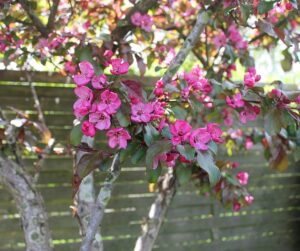 Sådan får du paradisæbletræer til at bære frugt året rundt
