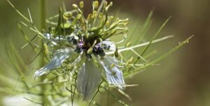 Pampasgræs: En bæredygtig og vedligeholdelsesfri haveplante
