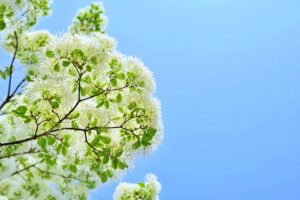 Få et indblik i produktionen af poppeltræ fra Mezina hos lokale håndværkere