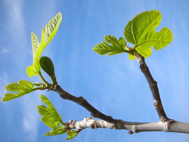 Den forunderlige verden af figentræer: Fra frugt til medicin