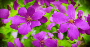 Kejserbuskens brug i traditionel medicin og naturlig skønhedspleje