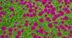 Rødkløverekstrakt fra Natur Drogeriet: En naturlig løsning på hormonelle ubalancer