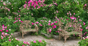 Sådan skaber du den perfekte rosenbænk i din have